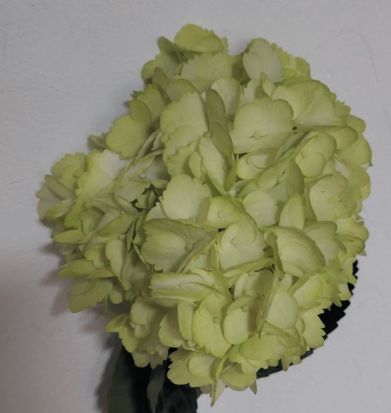 Hortensia Select Tint. Lemon Green 60cm �15/16