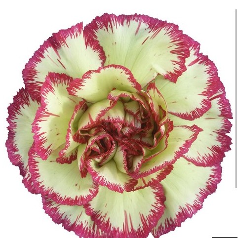 Clavel Col. Select Extravaganza Bic.