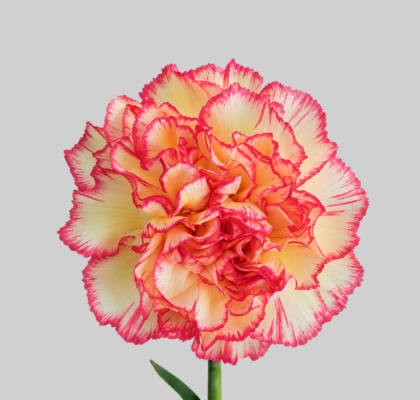 Clavel Col. Select Sprint