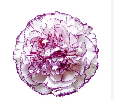 Clavel Col. Select Amatista Bic.