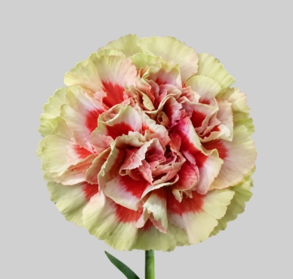 Clavel Col. Select Sequia