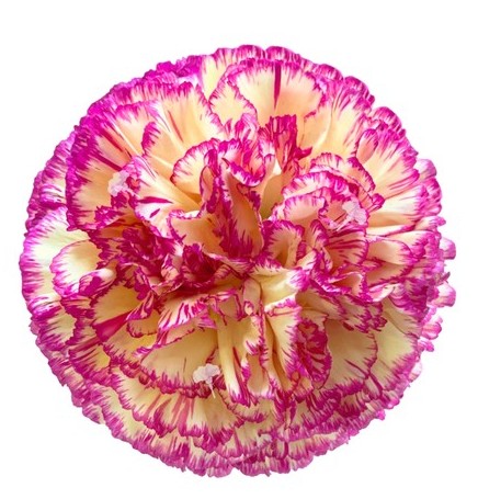 Clavel Col. Select Euphoria Bic.