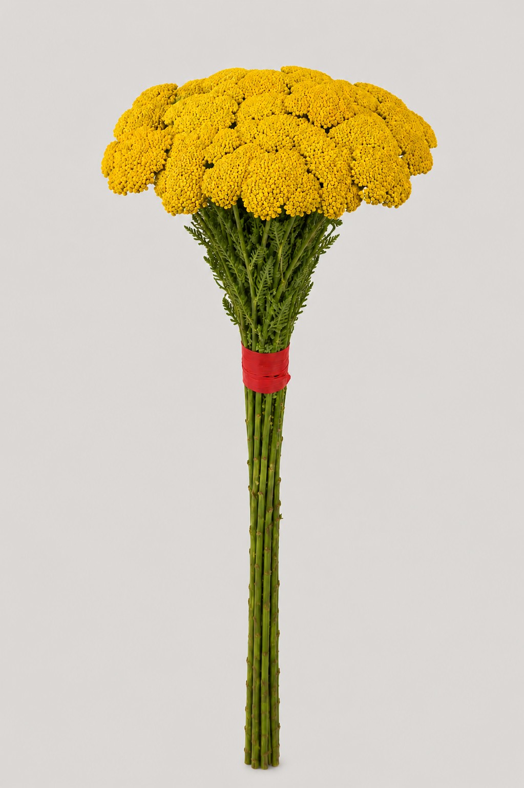 Achilea Italia Yellow 90cm "T30"