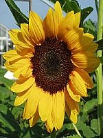 Girasol Hol. Mini Sonja 60cm "T25"