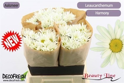 Leucanthemum Hol. S Harmony 60cm "T25"