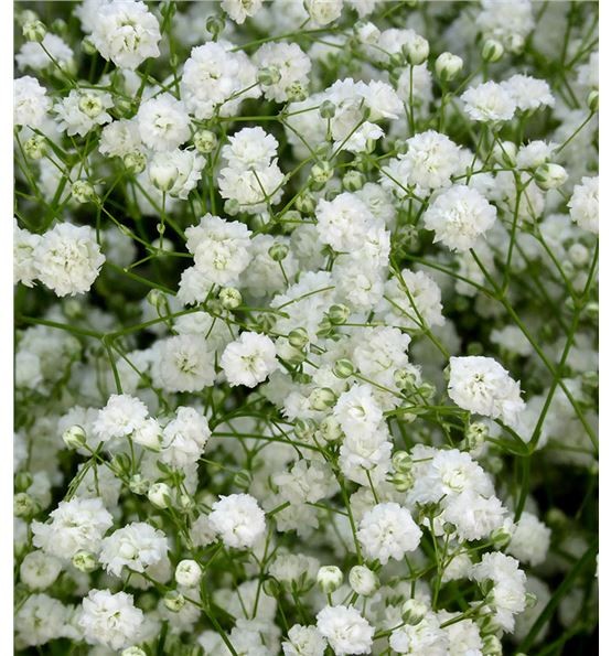 Paniculata Beauty Brade 60cm "T25"