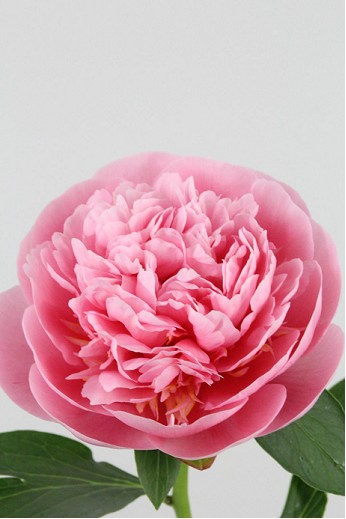 Peonia Hol. Etched Salmon 55cm "AAA"