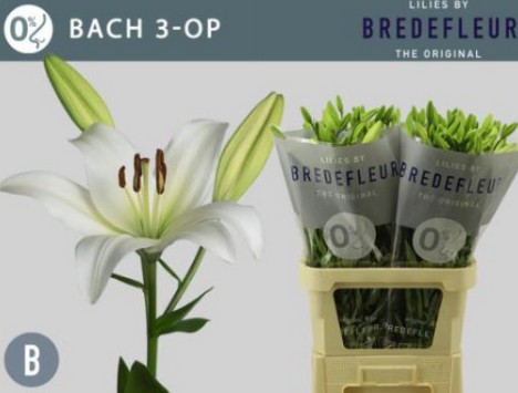Lilium LA. Hol. Bl. Bach 90cm 4/5 fl.