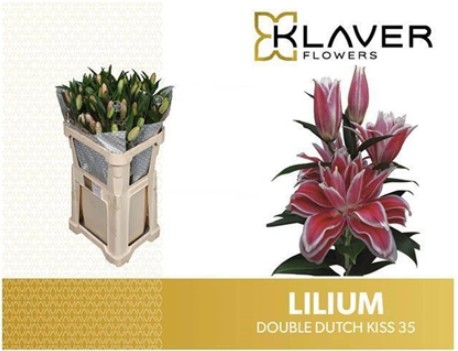 Oriental Hol. Rj. Doble Kiss  90cm 3/4 fl.