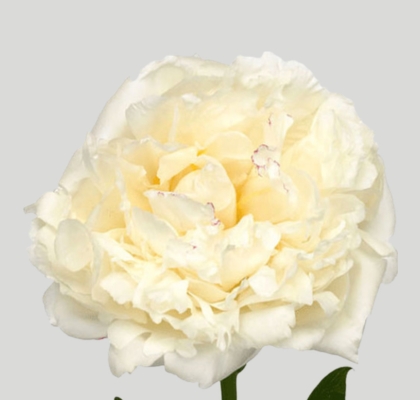 Peonia Hol. Mary Nicholls 60cm Bl.
