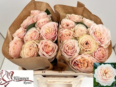 Rosa Hol. Love Fountain 60cm Peach