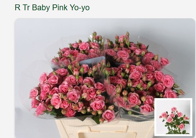 Ramificada Baby Pink Yo-yo 50cm Rs.