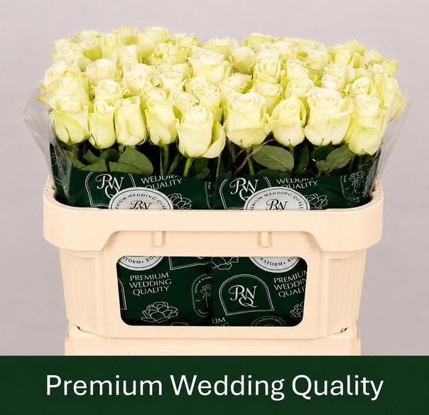 Rosa Hol.Snow storm 60cm "Premium"