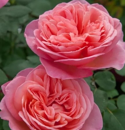 Rosa Ecu. Mademoiselle 70cm