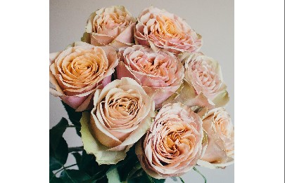 Rosa Ecu. Golden Mustard 50cm