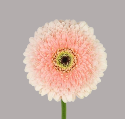 Gerbera Hol. Big One Rs.