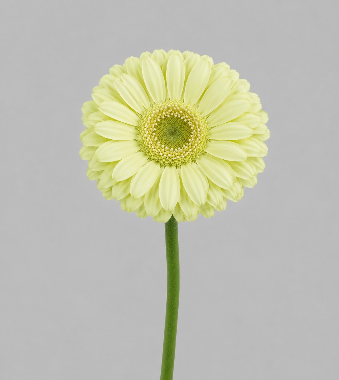Gerbera Mini Hol. Green Tea "T20"