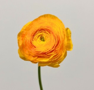 Ranunculos Ecu. Elegance Amarillo 40cm