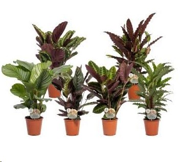 P. Calathea Mixta 4 Varied. Srt. 17/70cm x6