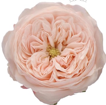 Ramificada Mansfield Park@ 40cm