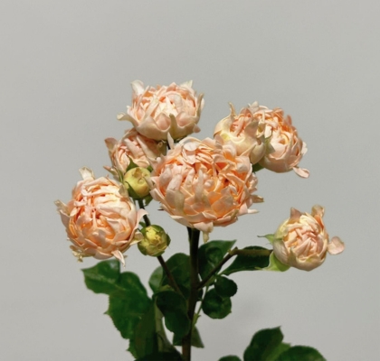Ramificada Joyful 40cm "VOORN Premium"