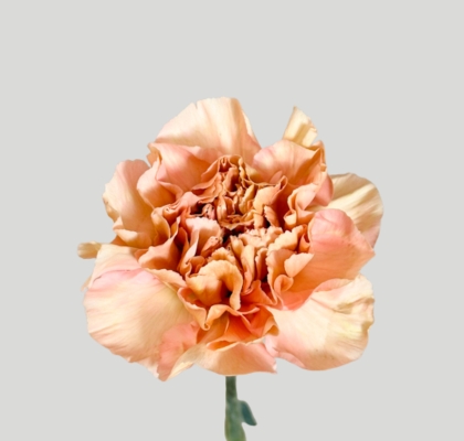 Clavel Hol. 55cm Saona