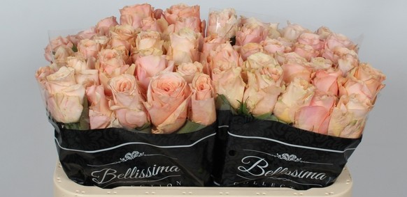 Rosa Hol. Wedding Bliss 60cm