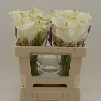 Calla White Art 40cm