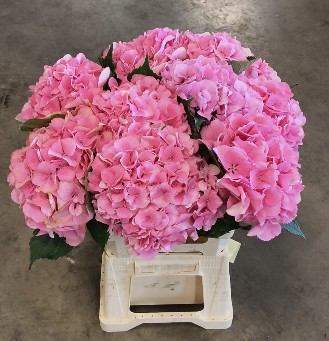 Hortensia Hol. Royal Love 60cm �18/20