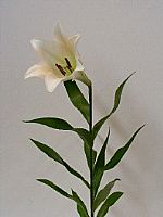 Longiflora Nac. 70cm 1 fl. (7 Dias - 2�)