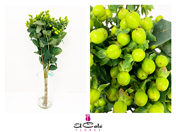Hypericum Hol. Green Power 60cm A2 (7 Dias - 2�)