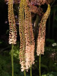 Eremurus Hol. Romance 90cm (30cm flor) (7 Dias - 2�)