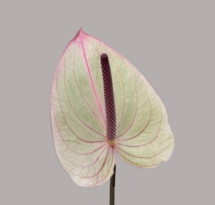 Anthurium Hol. Silvia �9  "CC20" (7 Dias - 2�)