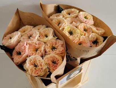 Rosa Hol. Stanley Abbey 40cm (7 Dias - 2�)