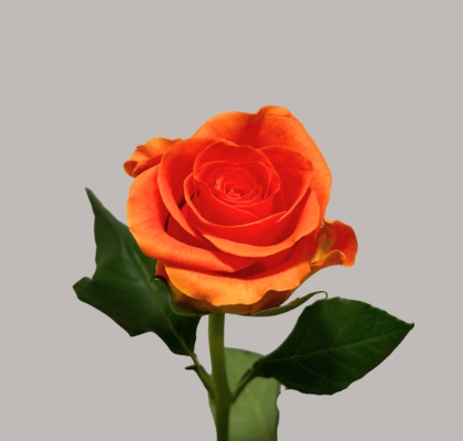 Rosa Hol. On Fire 60cm Nj. (7 Dias - 2�)