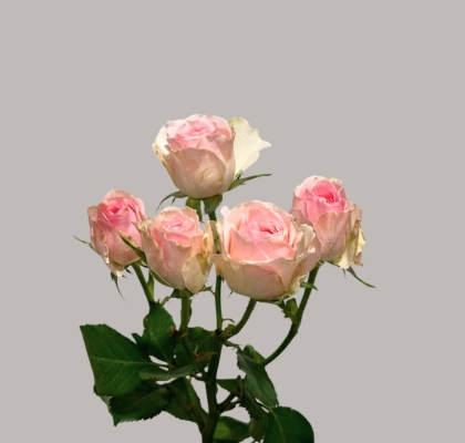 Ramificada Yvette Rosa 50cm (7 Dias - 2�)