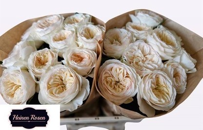 Rosa Hol. Stanley Park 50cm (7 Dias - 2�)