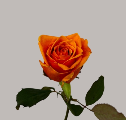 Rosa Hol. Novi! 55cm (7 Dias - 2�)