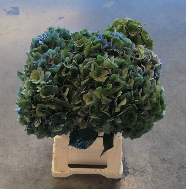Hortensia Hol. Roy Crown Cl 60cm �18/20 Bic.