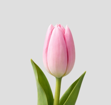 Tulipan Hol. Big Love 45cm Rs.