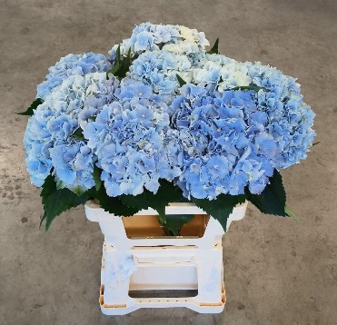 Hortensia Hol. Roy Sympho Bl. 60cm �18/20 Az.