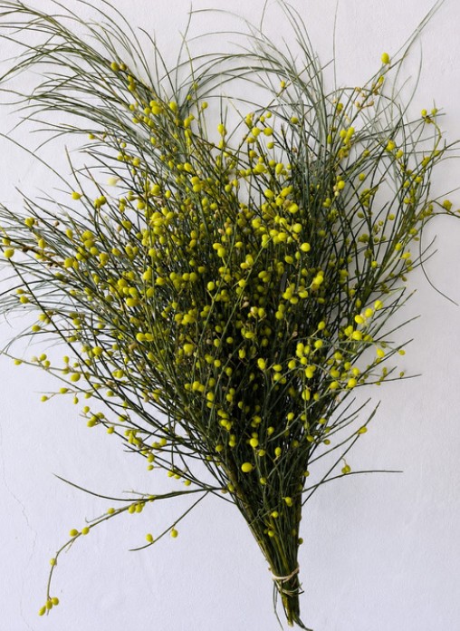 Retama Fruto