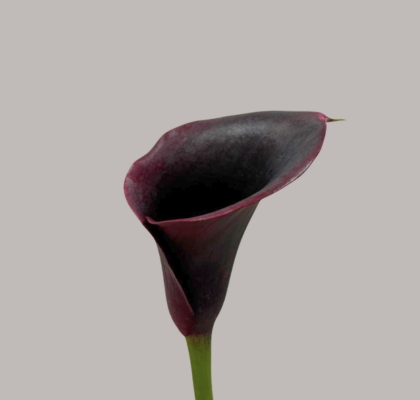 Calla Captain Palermo 40cm