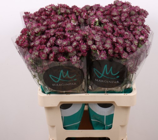 Astrantia Star Of Joy 60cm "T25"