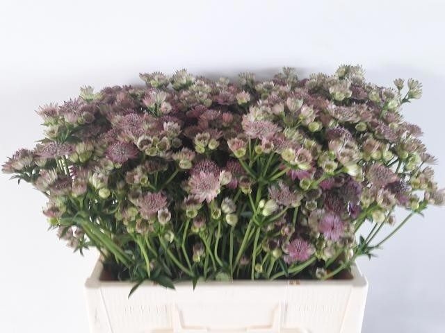 Astrantia Ov. Major 60cm