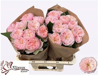 Rosa Hol. Tender Love 50cm Rs.