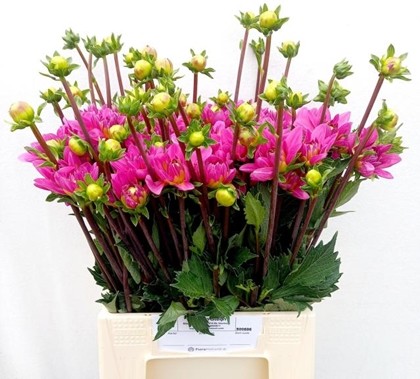 Dalia Hol. Onesta 50cm "CC40"