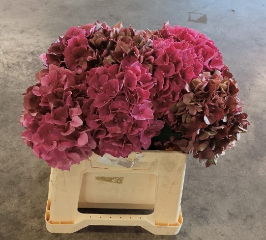Hortensia Hol. Pink Ruby Classic 40cm �18/20