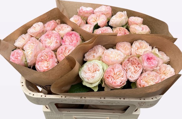 Rosa Hol. Springfie Park 60cm