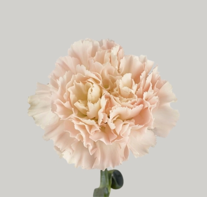 Clavel Nac. 60cm Hanoi